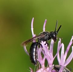 Hylaeus communis