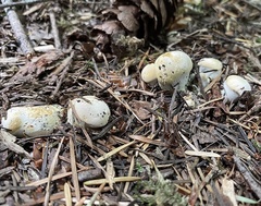 Cantharellus subalbidus