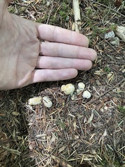 Cantharellus subalbidus