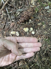 Cantharellus subalbidus