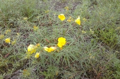 Oenothera berlandieri