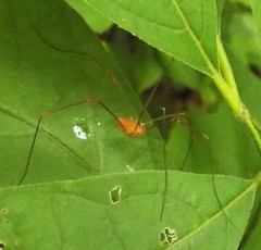 Leiobunum ventricosum