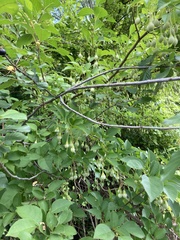 Styracaceae