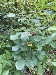 Styracaceae
