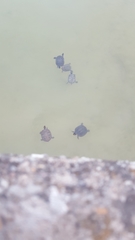 Trachemys scripta