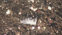 Dendronotus dalli