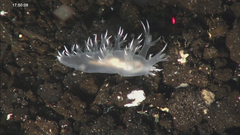 Dendronotus dalli