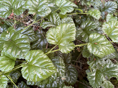 Rubus nivalis