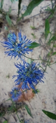 Jasione heldreichii