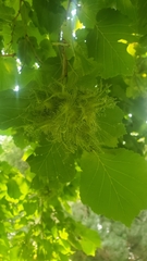 Corylus colurna