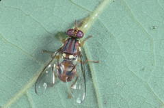 Bactrocera biguttula