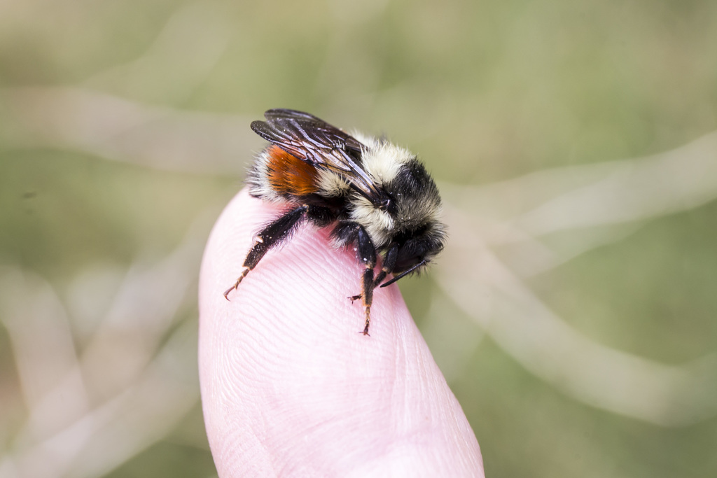 Black-tailed Bumble Bee from Cook County, MN, USA on July 23, 2021 at