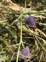 Eryngium aristulatum
