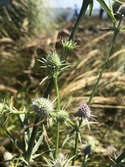 Eryngium aristulatum