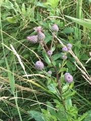 Cirsium arvense