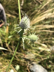 Eryngium aristulatum