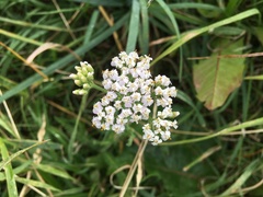 Achillea millefolium
