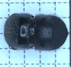 Cnestus mutilatus