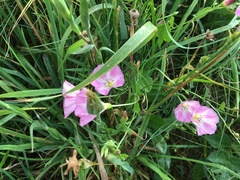 Convolvulus arvensis