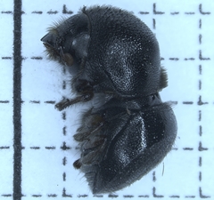 Cnestus mutilatus