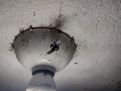 Bombus medius