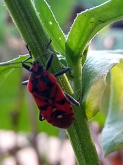 Spilostethus pandurus