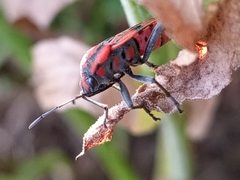 Spilostethus pandurus