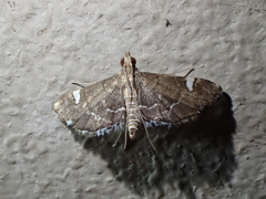 Diathrausta profundalis