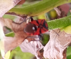 Spilostethus pandurus