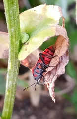 Spilostethus pandurus