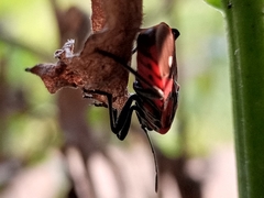 Spilostethus pandurus