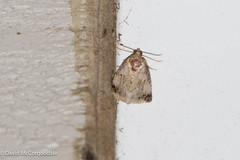 Maliattha synochitis