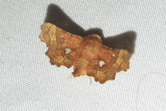 Dysodia granulata