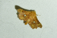Dysodia granulata