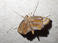 Eoophyla gibbosalis