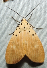 Asota iodamia