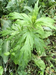 Artemisia vulgaris