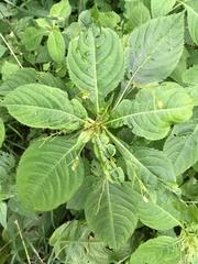 Impatiens parviflora