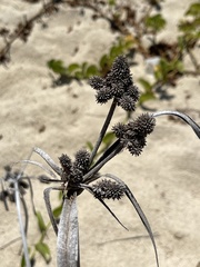 Cyperus ligularis