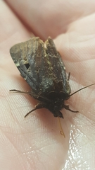 Austramathes purpurea