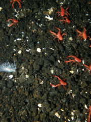Dendronotus dalli