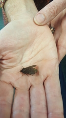 Austramathes purpurea