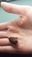 Austramathes purpurea