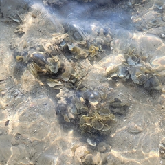 Padina pavonica