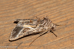 Autographa flagellum