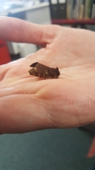 Austramathes purpurea