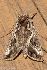 Autographa flagellum