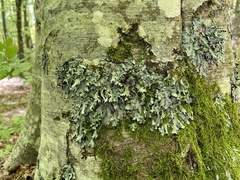 Parmelia submontana