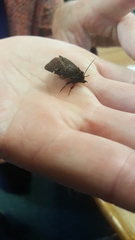 Austramathes purpurea