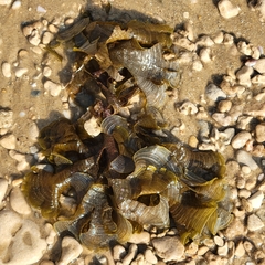 Padina pavonica